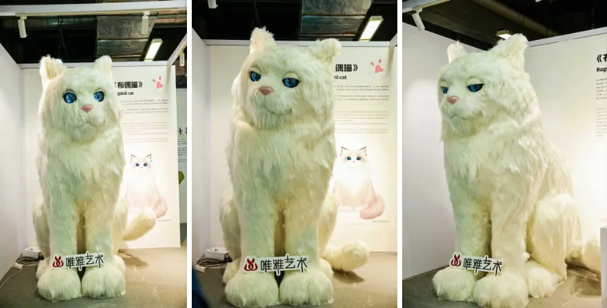 布偶猫